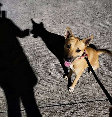 Pet Dog in the Philippines